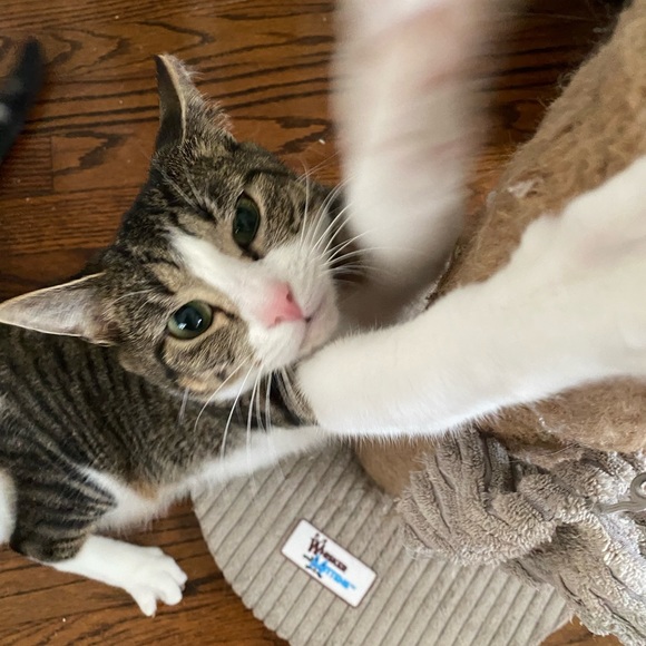 My name is Liz and I am a thrifty shopper from the Jersey Shore. - Picture 7 of 7